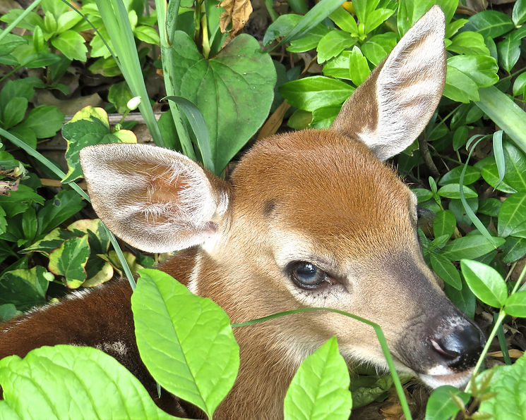Fawn Max Resolution.jpg