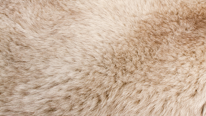 Facebook Profilbild Golden Paw Harzdesign (7).png
