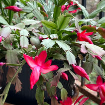 Christmas Cactus