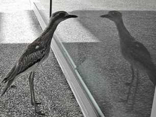 Bird looking at its reflection in a window