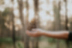 pinecone-light.jpg