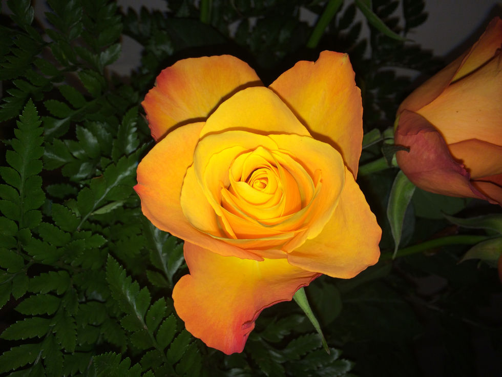 16 photobook alex ROSE 2025