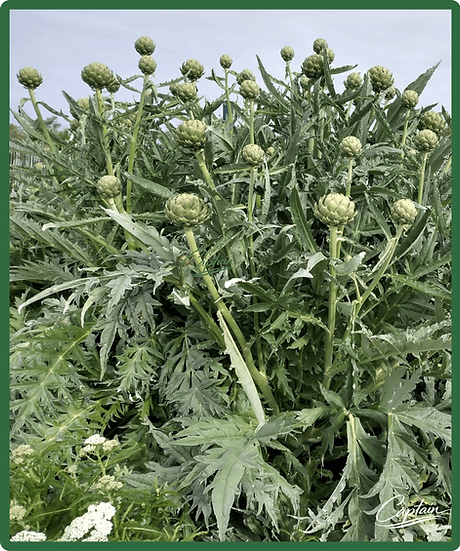 Web_Artichoke_Print.png