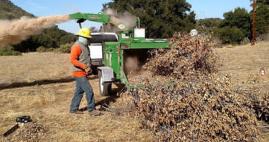 Chipping (2).jpg