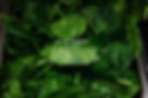 _MG_4182_edited.jpg