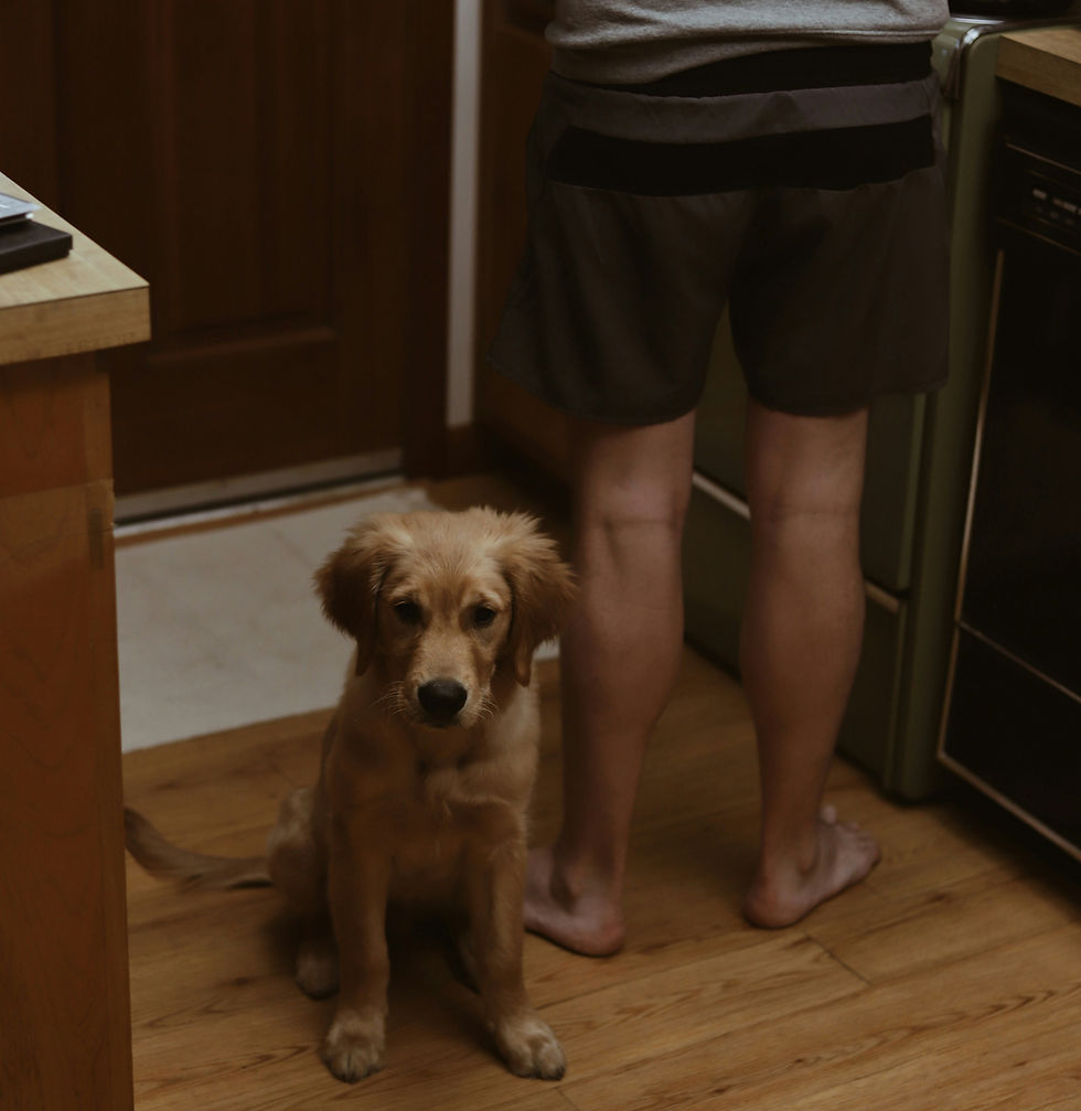 Mon chien a l'air de s'ennuyer... devrais-je m'inquiéter ?