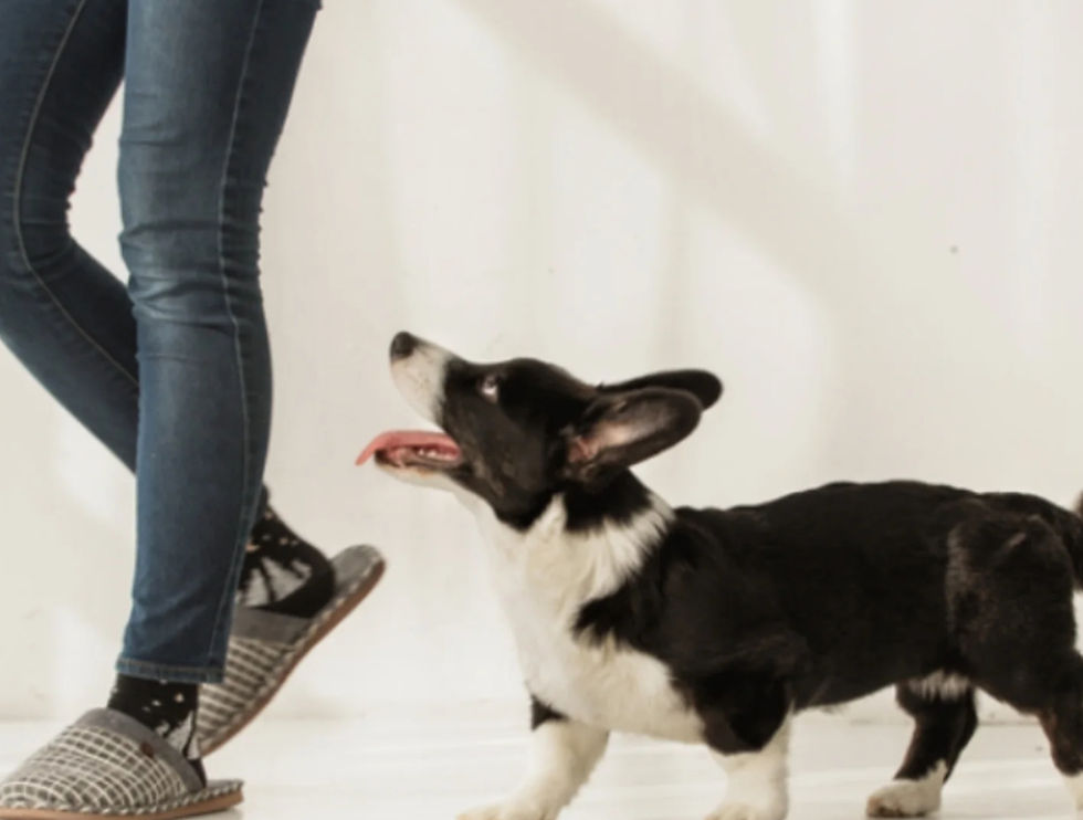 D'une pièce à l'autre, pas à pas, ce comportement soulève souvent des questions (et des inquiétudes). Apprenez à en comprendre les nuances ! 🐶 Vous suivre ne signifie pas être « trop dépendant ». Les chiens sont des êtres sociaux. Rester près de vous peut simplement signifier : que vous êtes leur repère rassurant ; qu'ils se sentent connectés et détendus en votre présence ; qu'ils ont appris que de bonnes choses se passent à proximité. Un chien qui vous suit tout en restant calme est généralement… à l'aise. ⚠️ Il est important d'être attentif si votre chien : n'arrive pas à se détendre lorsque vous bougez ; devient anxieux lorsque vous fermez une porte ; surveille constamment vos mouvements ; a du mal à rester seul. Cela peut indiquer un manque de confiance en soi ou un attachement excessif, et non de la « colère ». 🌿 Ce qui peut aider (en douceur) : instaurer un climat de confiance avant de demander de la distance ; récompenser le calme (même s'il est près de vous) ; maintenir des routines prévisibles ; laisser l'indépendance se développer naturellement, sans jamais forcer la séparation. Un chien qui se sent en sécurité n'a pas besoin de vous suivre partout. Mais la sécurité prime toujours sur l'indépendance.