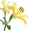Miniatura: Lirio Amarillo