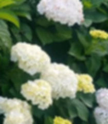 HORTENSIAS PARA FLORISTERIA