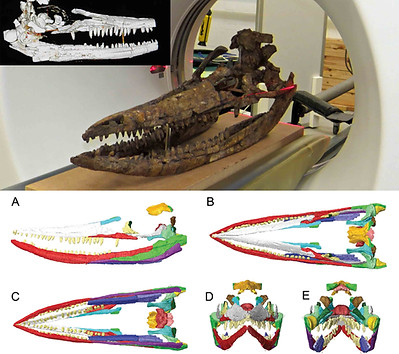 C. Proto skull.jpg