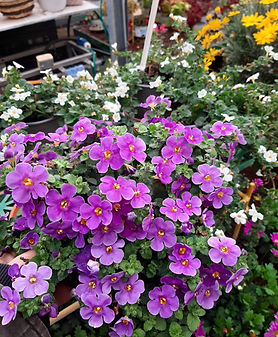 סנסיווריה צהובה.jpg