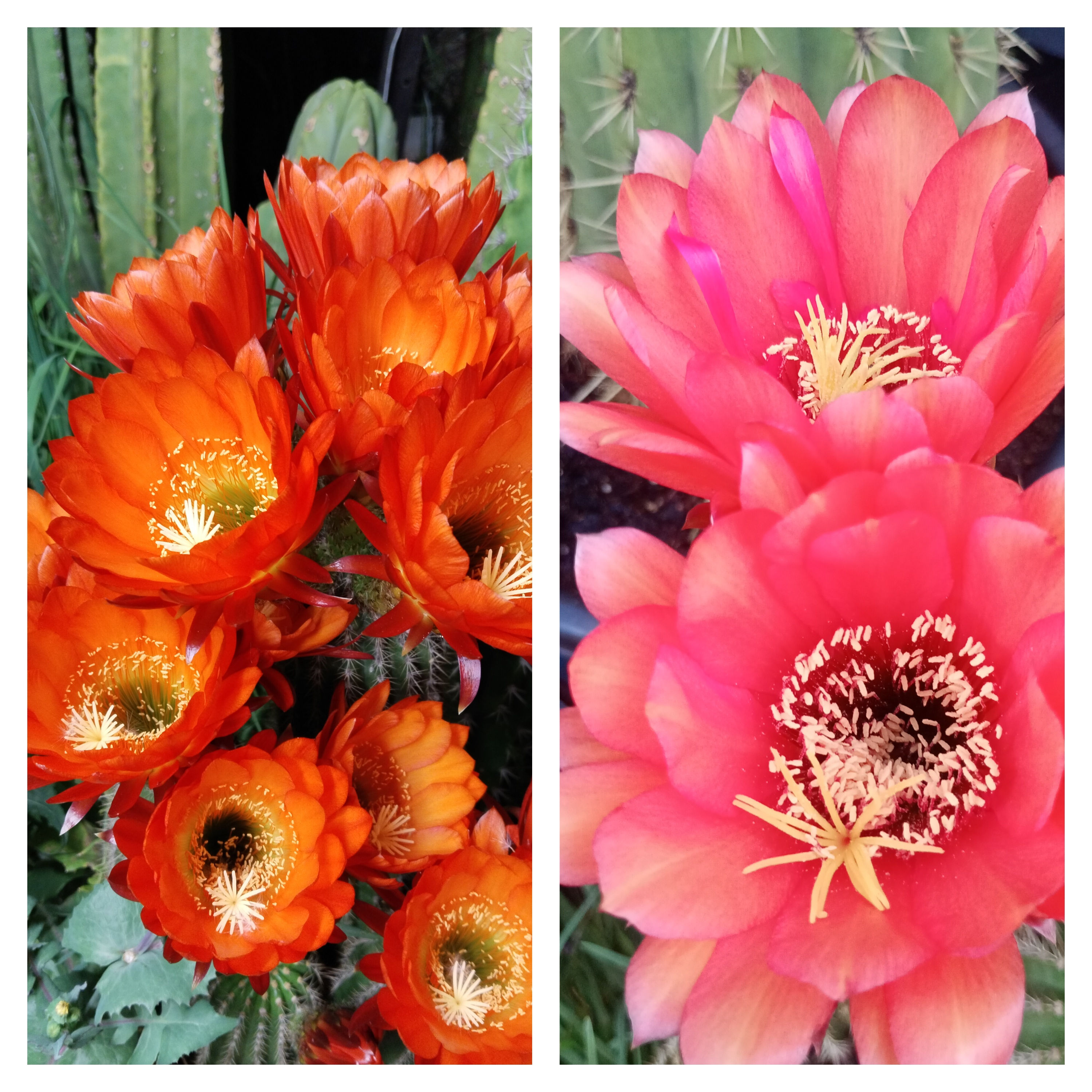 ORANGE X PINK BITS