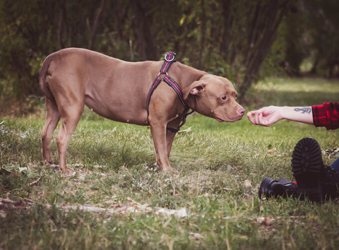 a person is feeding a brown dog in the grass