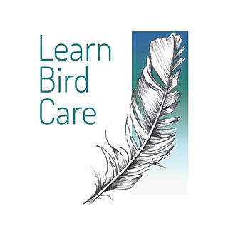Writer: Learn Bird Care