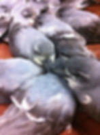 many seabirds weak and starving after a storm event