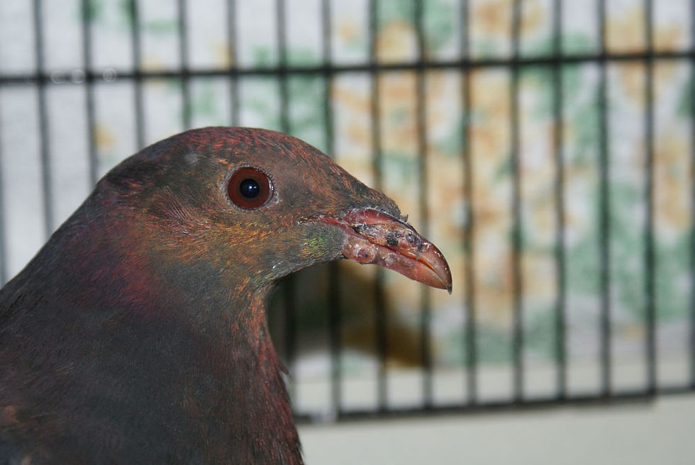 Wood pigeon with avian pox on the beak