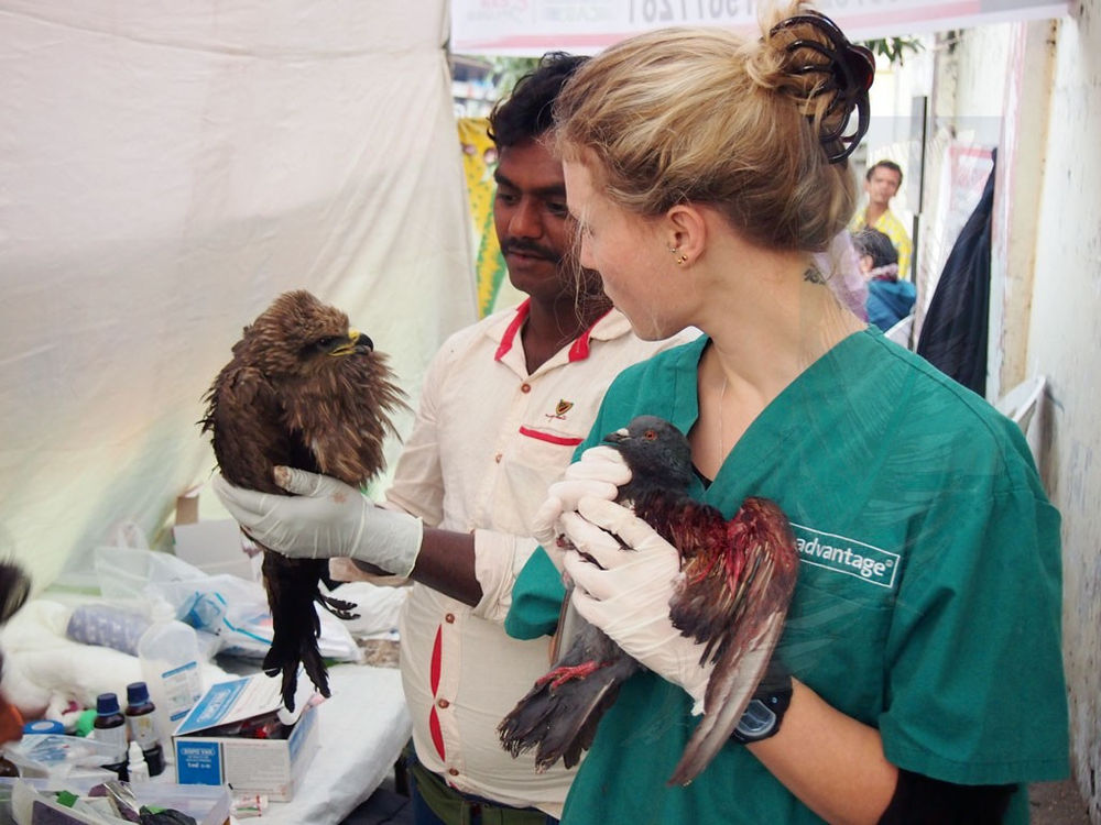 Do birds need pain relief?