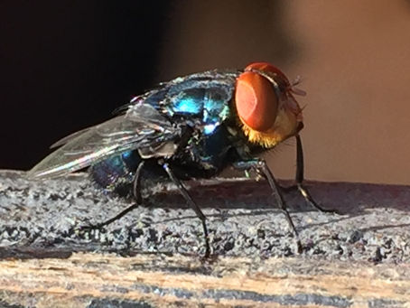 Close up of New World Screwworm Fly WMS adult larvae maggotsPhoto by USDA