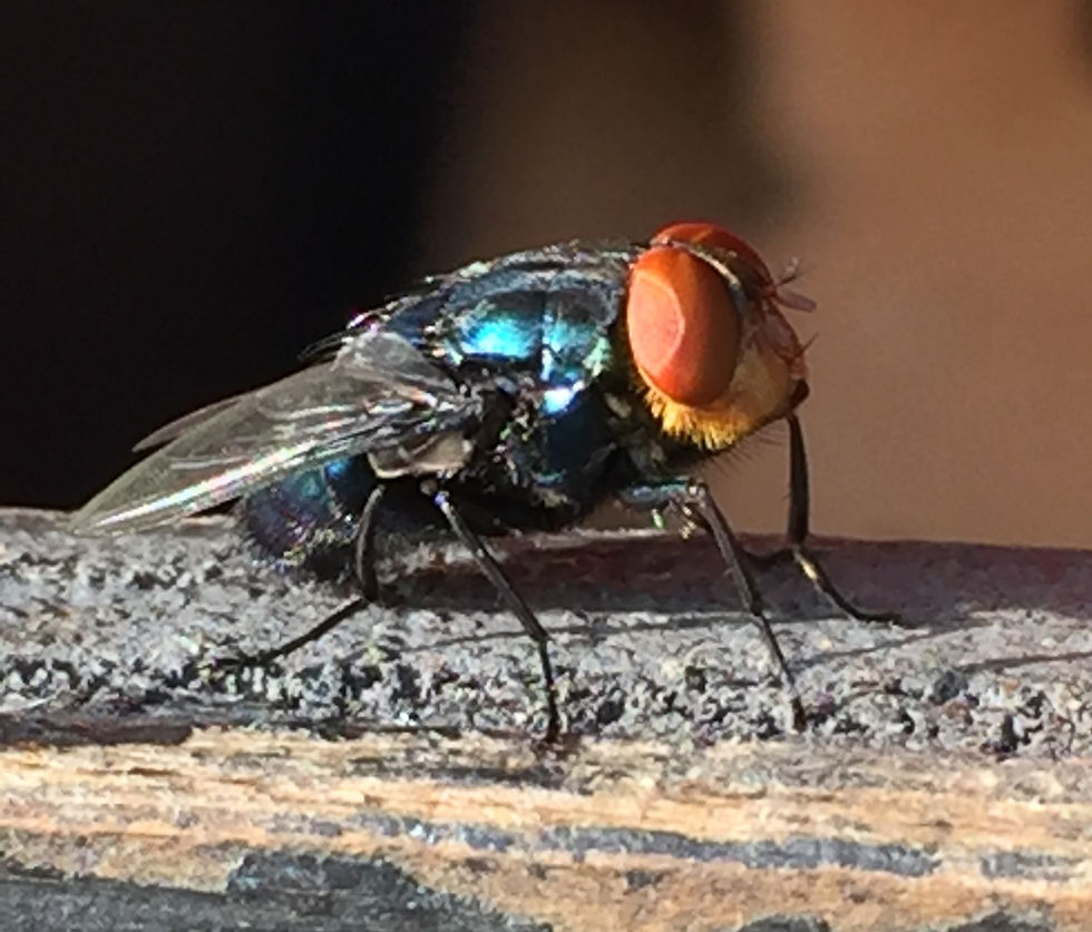 Close up picture of an adult New World Screwwarm. It is comparable to the size of a housefly, though the NWS fly's orange eyes, metallic blue/green body, and the three dark stripes on its back are far more eye catching. Photo by USDA