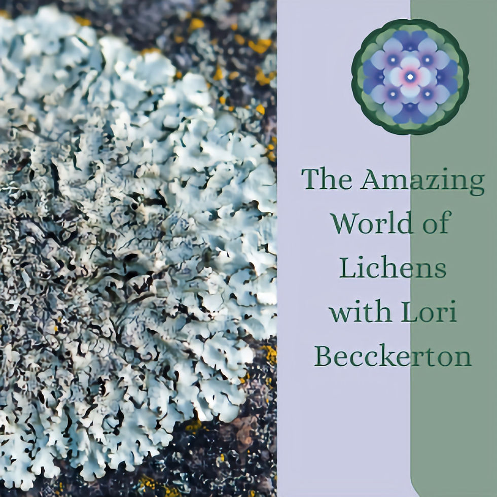 The Amazing World of Lichens - with Lori Beckerton