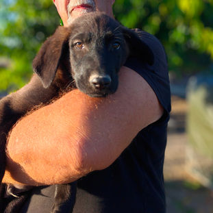 pastor alemán cachorro para adoptar