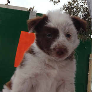 cachorros en adopción