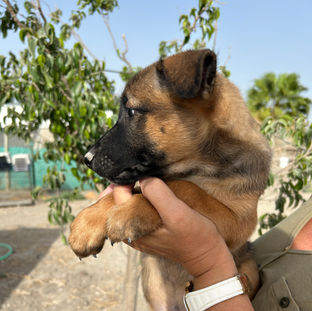 adopta en asociacion viva la vida perra