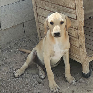 CACHORRO EN ADOPCIÓN ASOCIACION VIVA LA VIDA PERRA