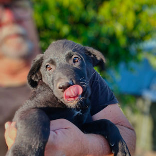 cachorro pastor alemán en adopción