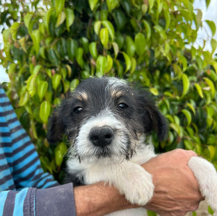 cachorro busca familia