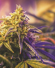 WhatsApp Image 2025-09-04 at 2.03.24 AM.jpeg