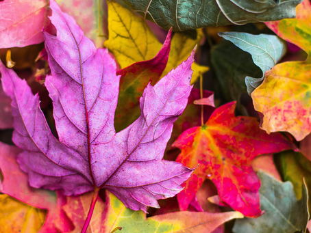 Vitamins, Autumnal Equinox & Your Health
