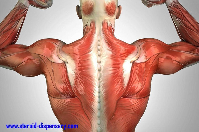 Exercises That Streng Then Muscles in an Effective Manner