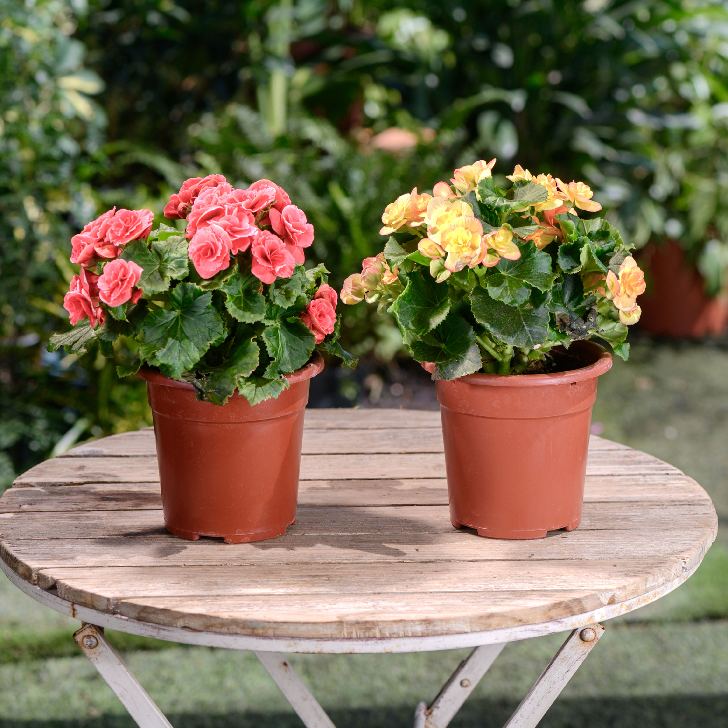 ביגוניה ורד