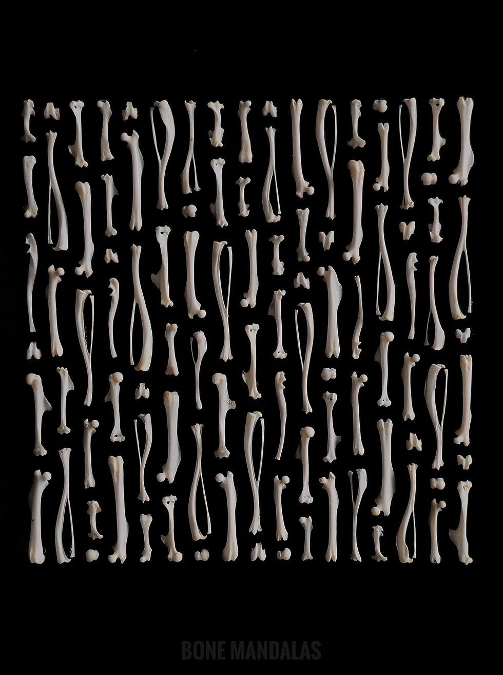 Thumbnail: Bone arrangement   Real mice, shrew & vole bones  15x15cm  2026