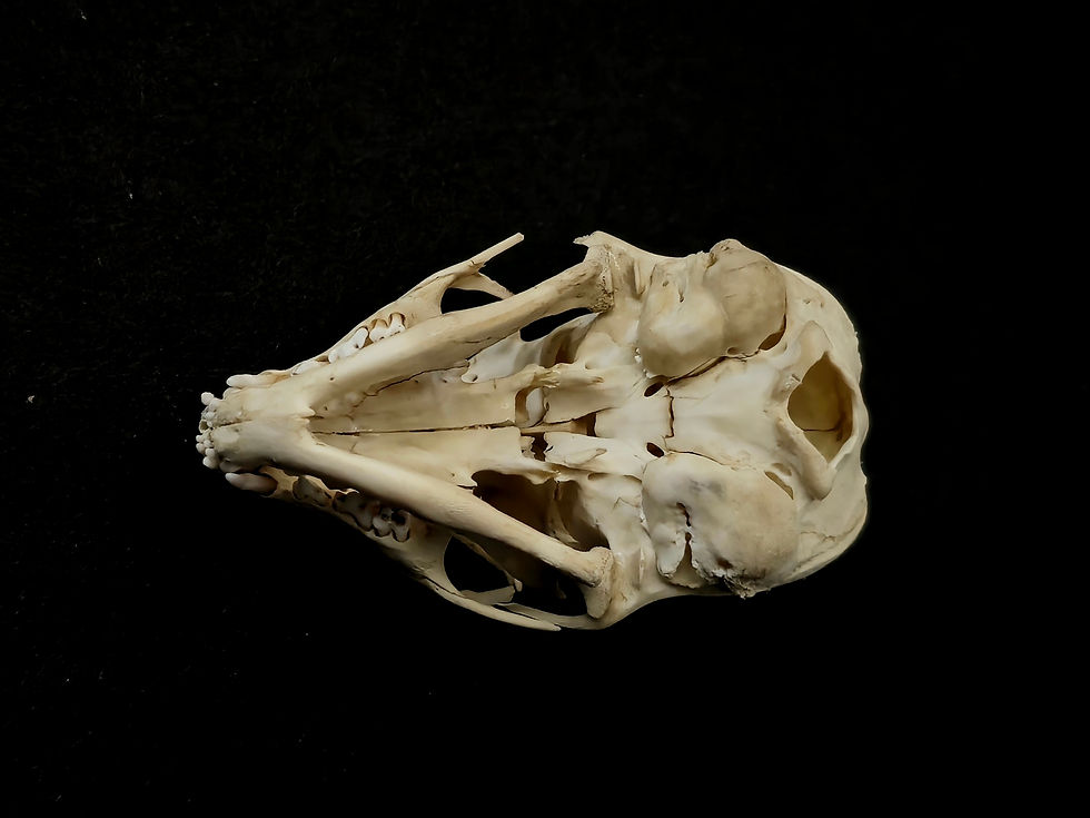 Thumbnail: UK only!! Real juvenile meerkat skull  