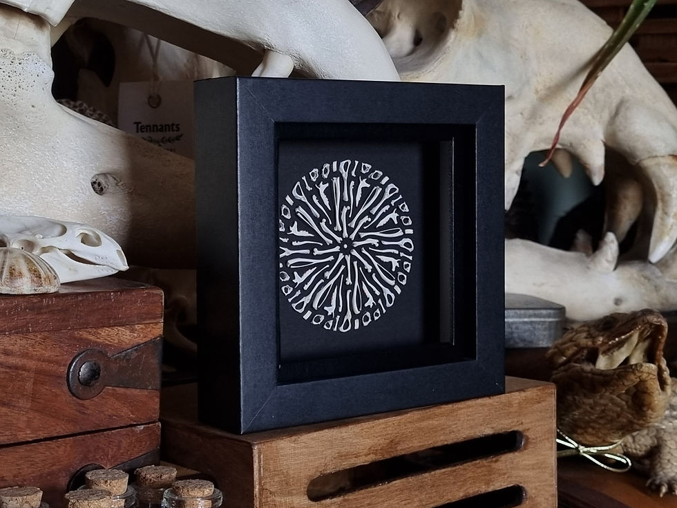 Thumbnail: Small bone mandala  Real mice, shrew & vole bones  12x12cm  2026