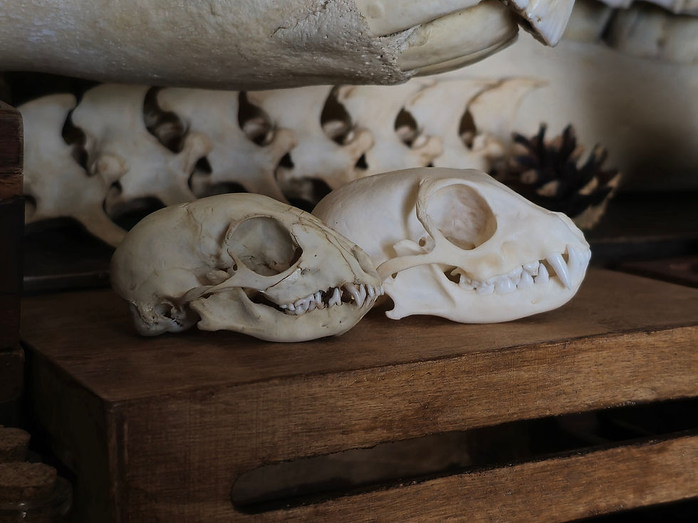Thumbnail: UK only!! Real juvenile meerkat skull  