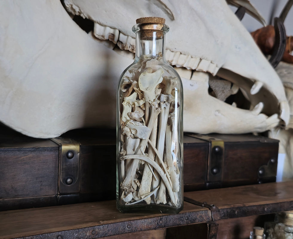 Jar of nature found bones! Real fox, deer, rabbit & bird bones UK only