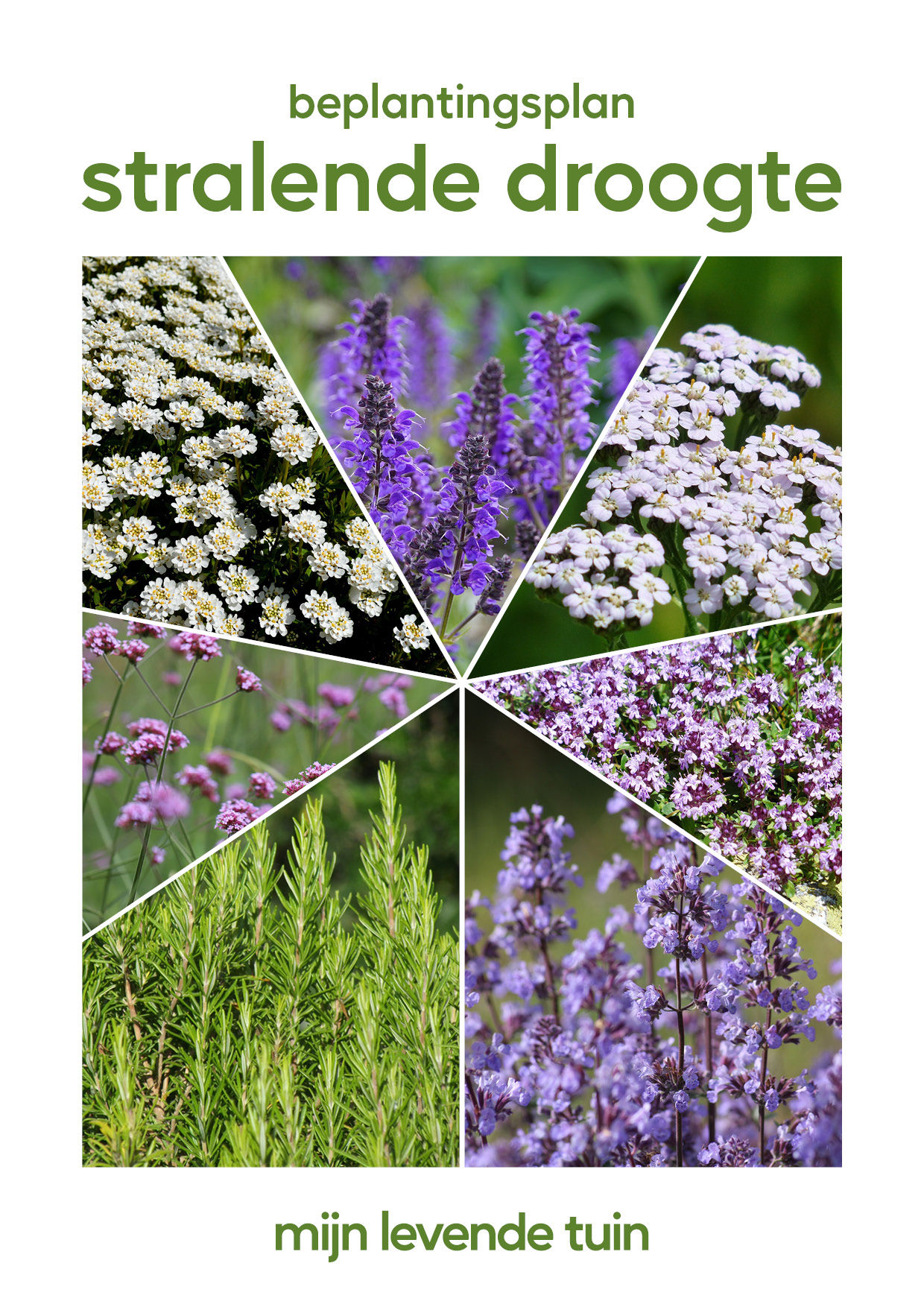 Stralende Droogte - Beplantingsplan 2m2