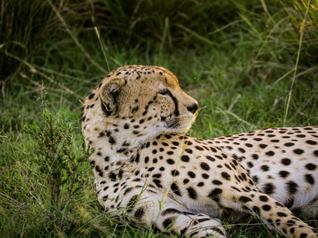 An East African Journey: Inside Anne Marie Brown’s 11-Day Adventure Through Rwanda and Kenya