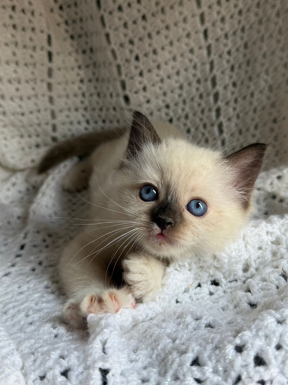 1B (SOLD - Tammy) - Female Seal Mitted