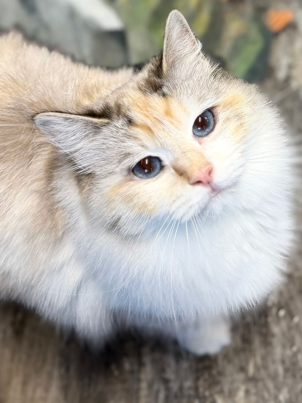 Razzy FEMALE (Seal Torbie Mitted)