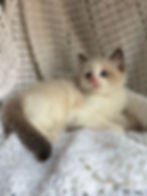 1A (SOLD - Amy) - Female Seal Bicolor