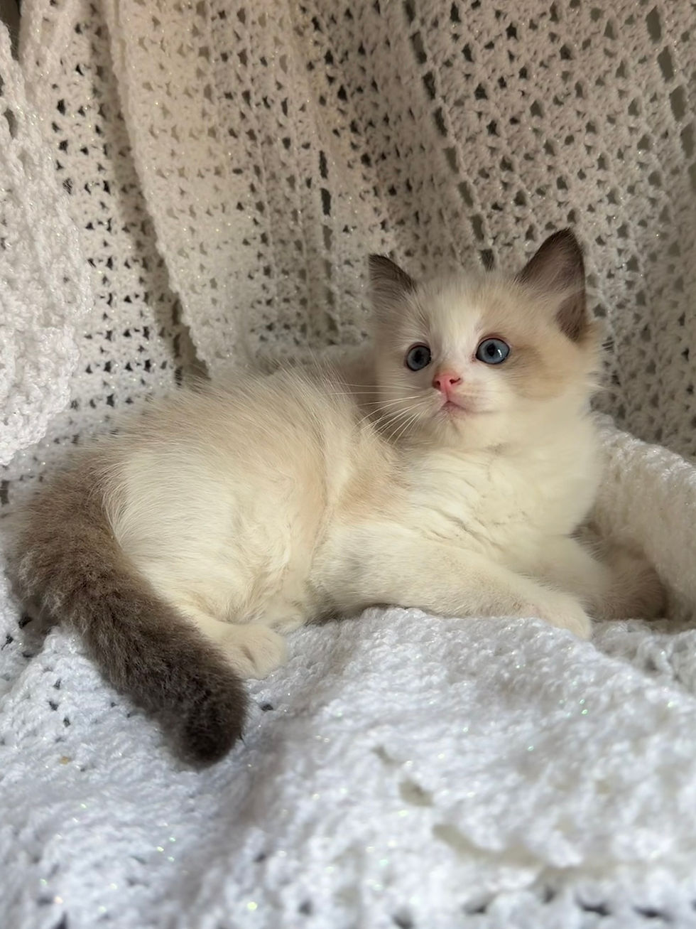1A (SOLD - Amy) - Female Seal Bicolor