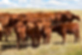 AdobeStock_138390433.jpeg