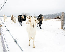 Over the Fenceline - Winter 2016