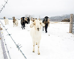 Over the Fenceline - Winter 2016