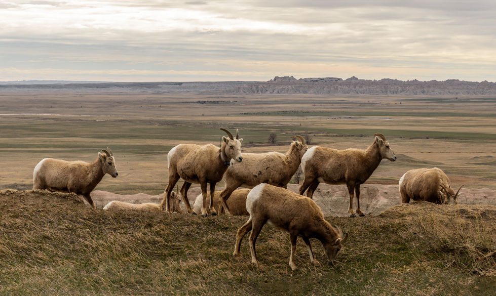 GT1_7829 - 20210414 - 20210414-1 SD Bighorns 16x9.jpeg