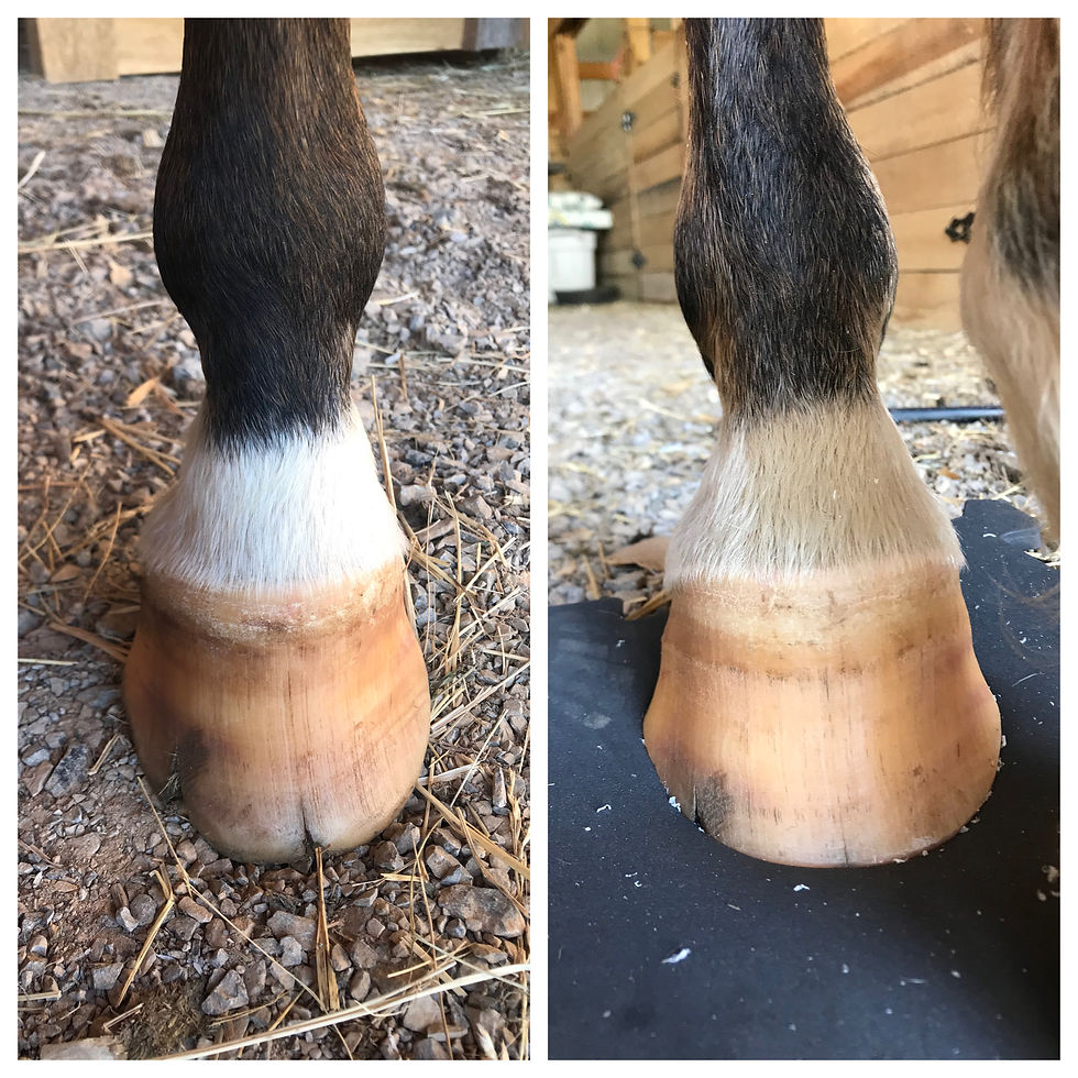 Hackney Pony
